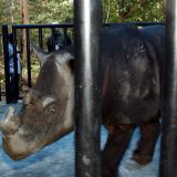 Uginuo poslednji sumatranski nosorog Malezije 5