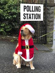 Britanci na glasanje doveli pse, mačke, konje, doneli morske prasiće (FOTO) 2