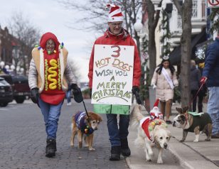 Reindog Parade Britanci na glasanje doveli pse, mačke, konje, doneli morske prasiće (FOTO) 3