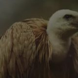 Uginula Dobrila, ženka beloglavog supa 11