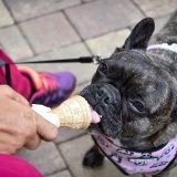 Poslastičarnice za pse sve popularnije u svetu 5