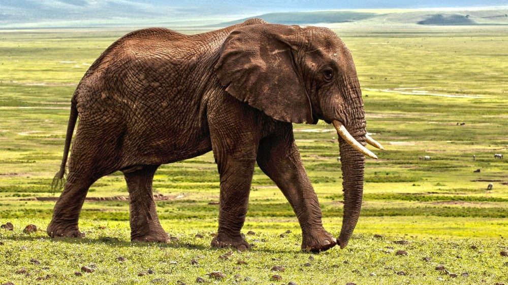 Bakterijska infekcija moguć uzrok smrti 11 slonova u Zimbabveu 1