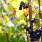 A od države više od 250 miliona dinara subvencija 6