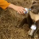 Hiljade koala ugrožene požarima u Australiji 6