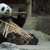 Tri sisara koja bi mogla da nestanu zbog klimatskih promena 9