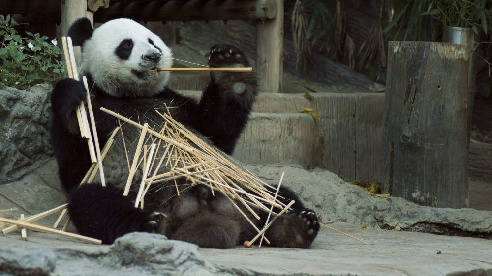 Vijetnam u strahu od korona virusa zabranio uvoz i trgovinu divljim životinjama 1