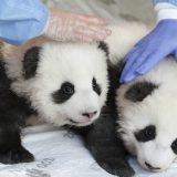 Berlinski zoo vrt otkrio imena i pol dva mladunčeta pande 7