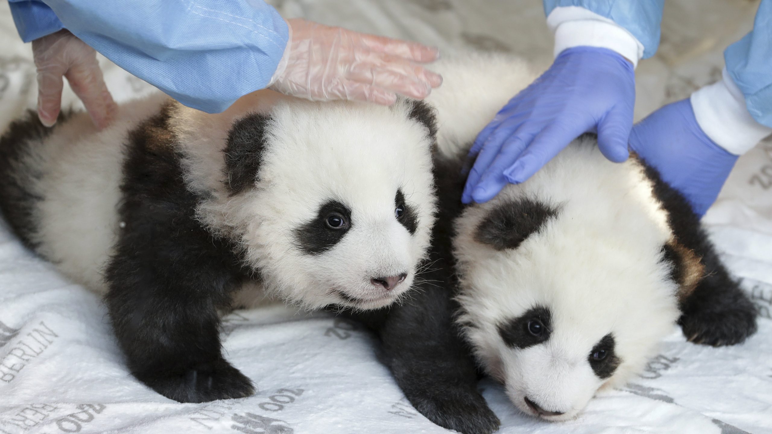 Berlinski zoo vrt otkrio imena i pol dva mladunčeta pande 1