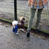 Saveti za promenu navika pasa zbog policijskog časa 2