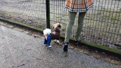 pas oblačenje Pixabay MabelAmber Da li je oblačenje pasa postalo potreba ili moda? 7