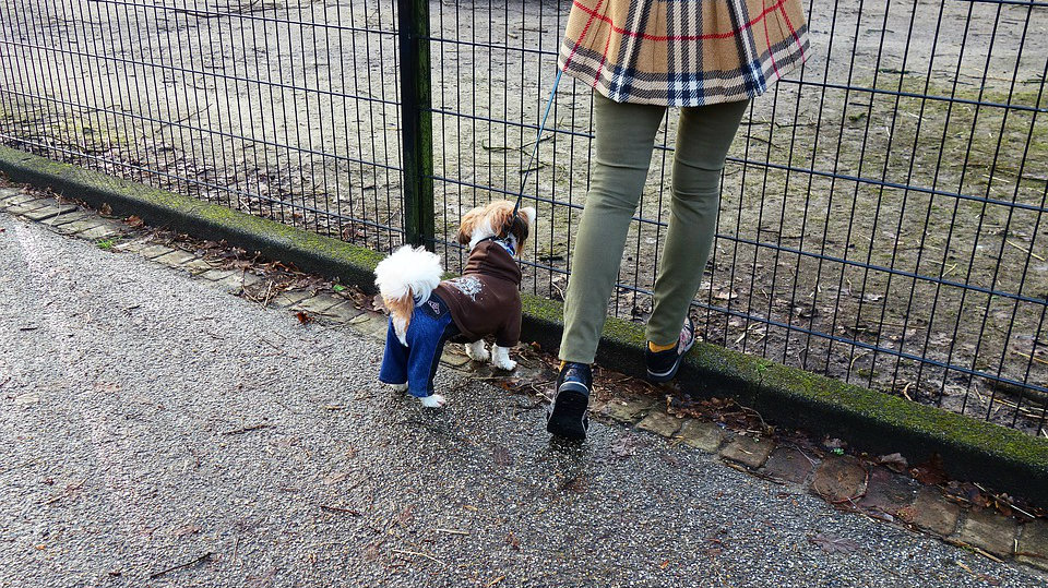 Saveti za promenu navika pasa zbog policijskog časa 1