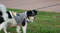 pas oblačenje Pixabay OrnaW Da li je oblačenje pasa postalo potreba ili moda? 6