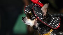 pas oblačenje Pixabay macdeedle Da li je oblačenje pasa postalo potreba ili moda? 10