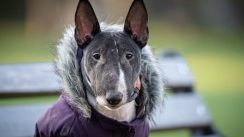 Da li je oblačenje pasa postalo potreba ili moda? 2 Da li je oblačenje pasa postalo potreba ili moda? 4