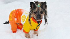 pas obučen Pixabay YamaBSM Da li je oblačenje pasa postalo potreba ili moda? 3