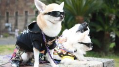 pas obučeni Pixabay nayounek Da li je oblačenje pasa postalo potreba ili moda? 9