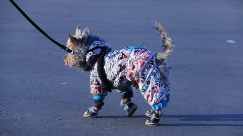 pas obučeni Pixabay taniadimas Da li je oblačenje pasa postalo potreba ili moda? 11