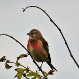 Sud u Subotici izrekao kaznu od 150.000 dinara zbog držanja divljih ptica 1