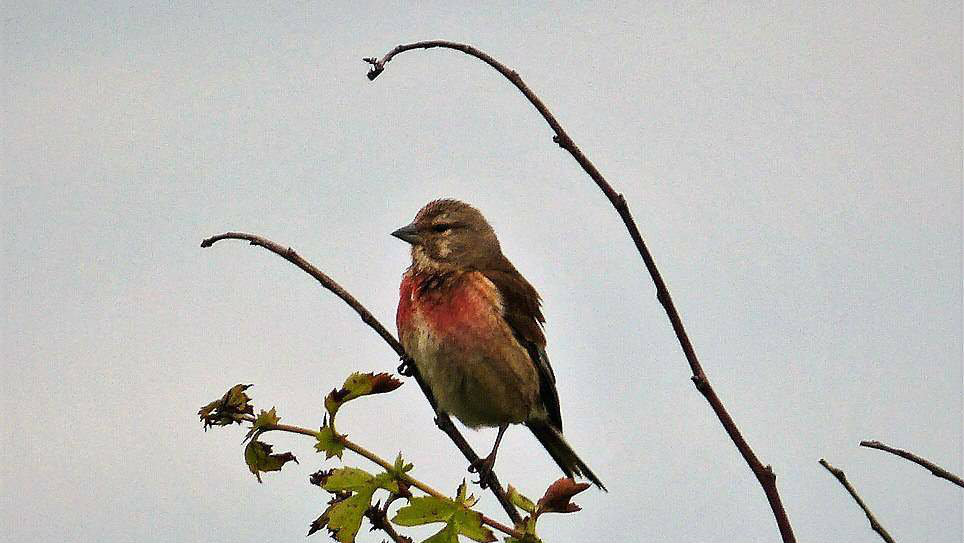 Sud u Subotici izrekao kaznu od 150.000 dinara zbog držanja divljih ptica 1