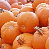 Bundeva nije samo hrana 5