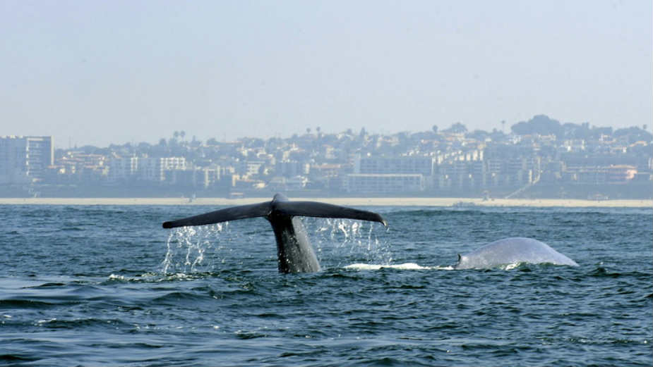 U utrobi kljunastog kita pronađeno 16 kilograma plastičnog otpada 1