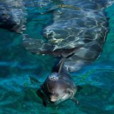 Gardijan: Satelitski snimci pokazuju da je Rusija poslala vojne delfine u bazu u Crnom moru 1