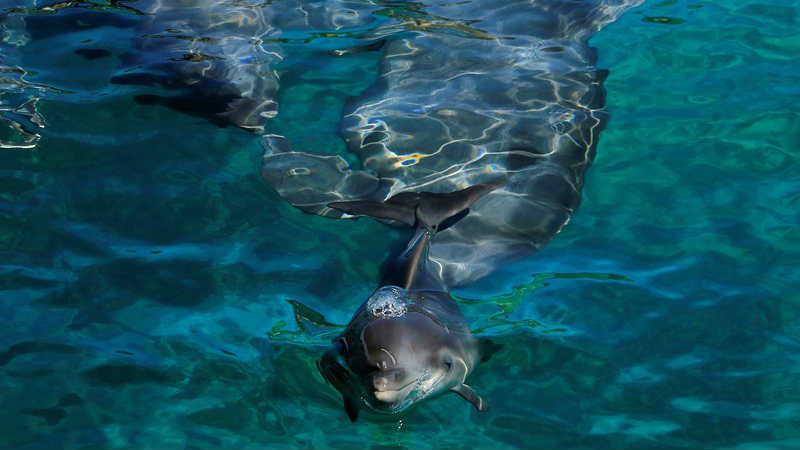Delfini - vodeni sisari koji u ljudima vide prijatelje 1