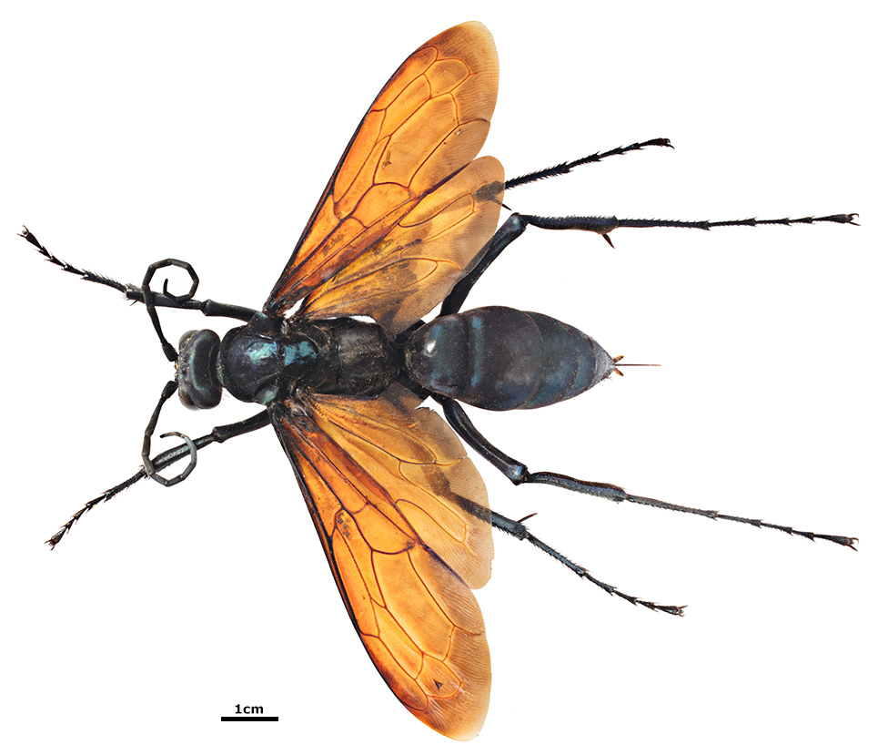 Ose: Kad već ne možete da ih volite, makar ih poštujte 4 Pepsis