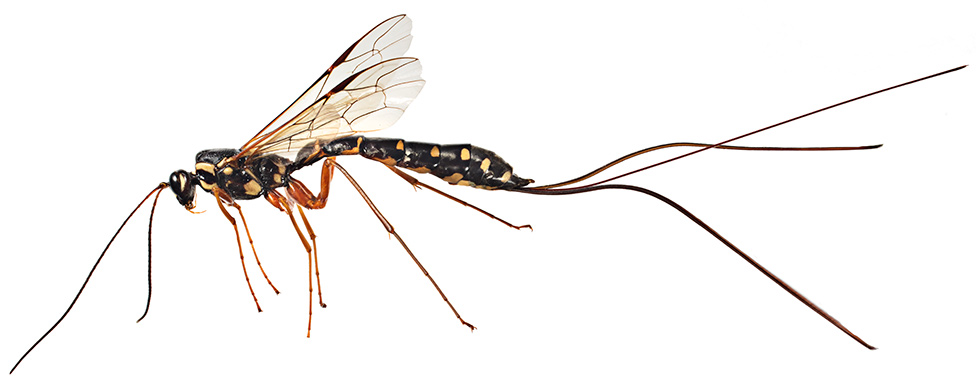 Ose: Kad već ne možete da ih volite, makar ih poštujte 3 Rhyssa