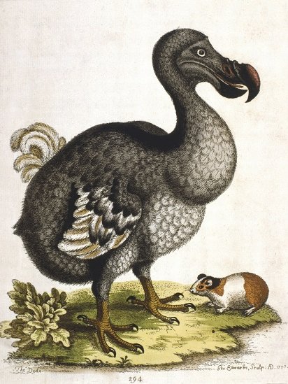 Antique portrait of dodo bird.