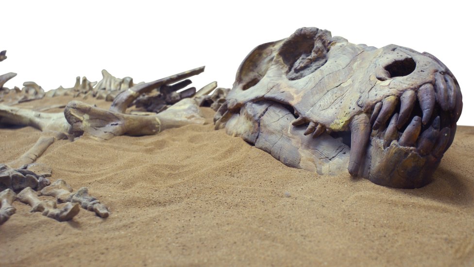 Fossilised dinosaur bones in sand