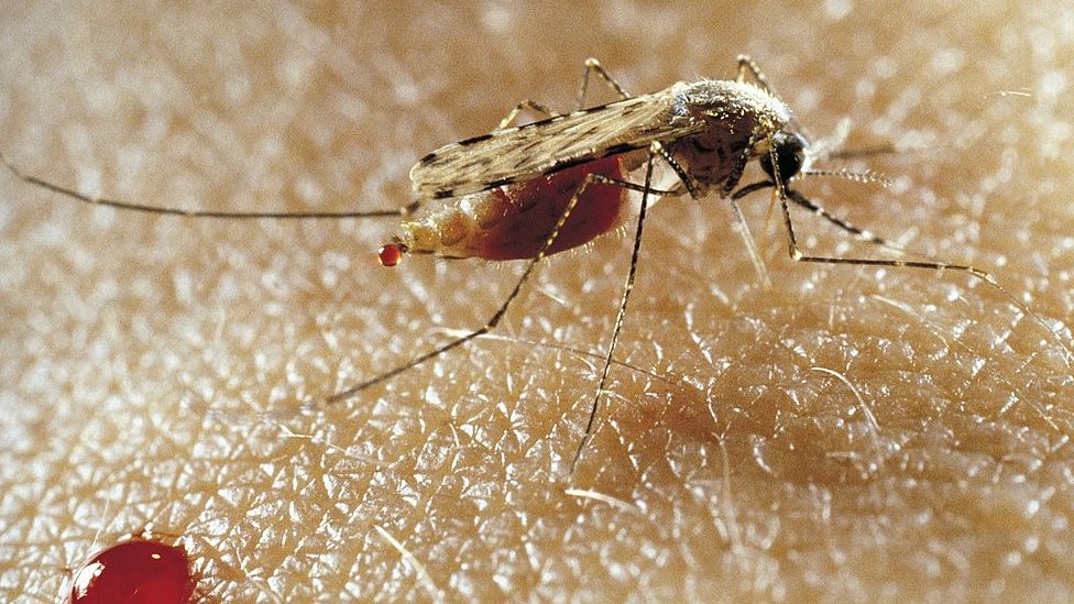 Malaria mosquito