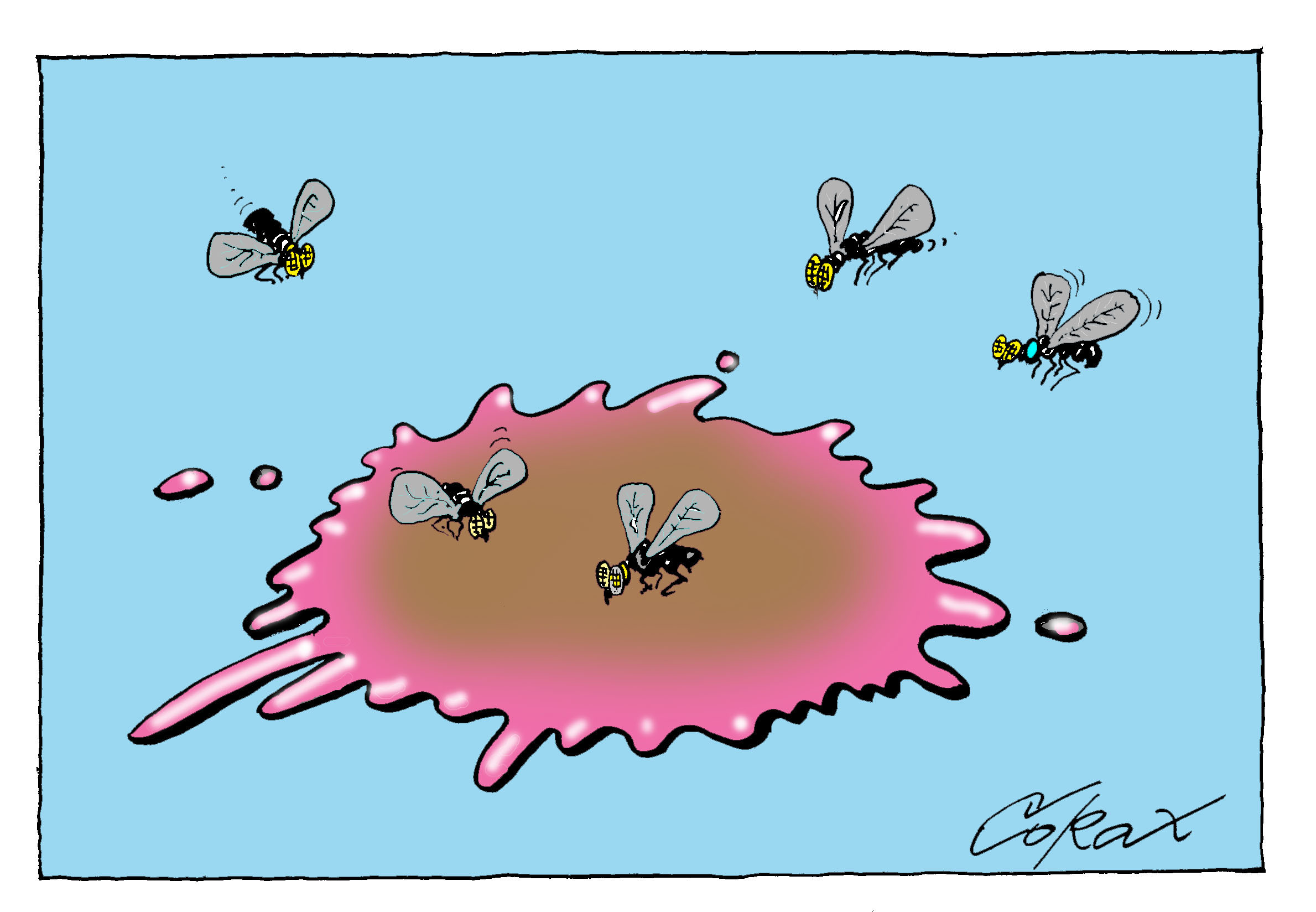 Corax 8