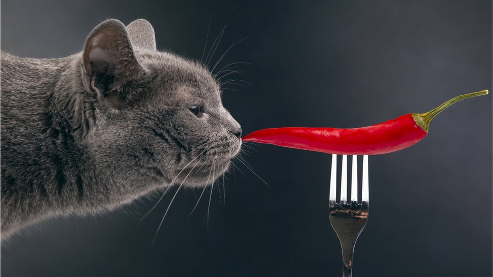 mačka nju&scaron;ka papriku