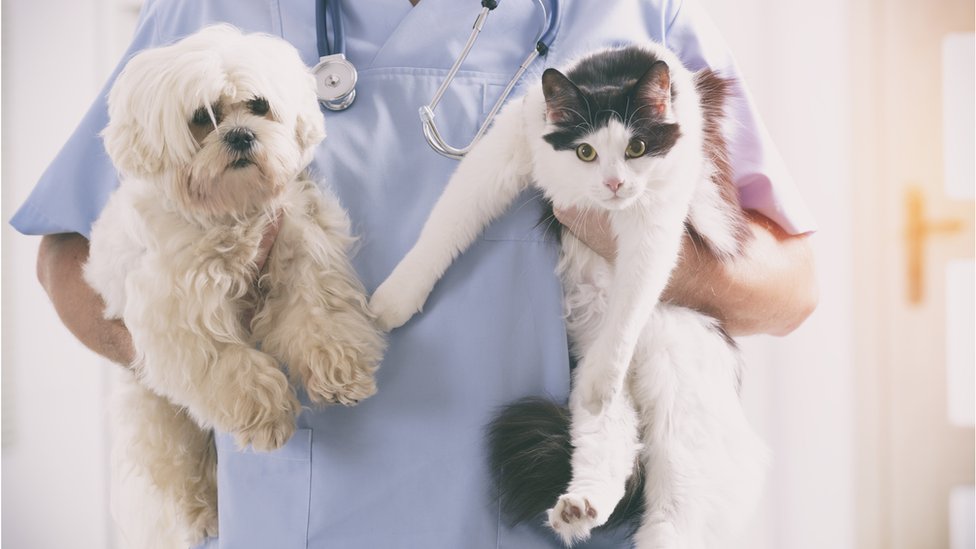 Veterinar drži mačku i psa