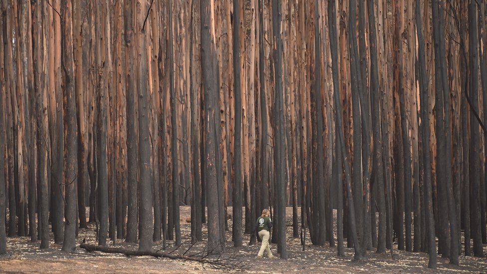 Spasioci pretražuju vatrom opustošeno Ostrvo kengura u potrazi za preživelim životinjama