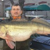 Ulovio smuđa kapitalca teškog 12 kilograma 4