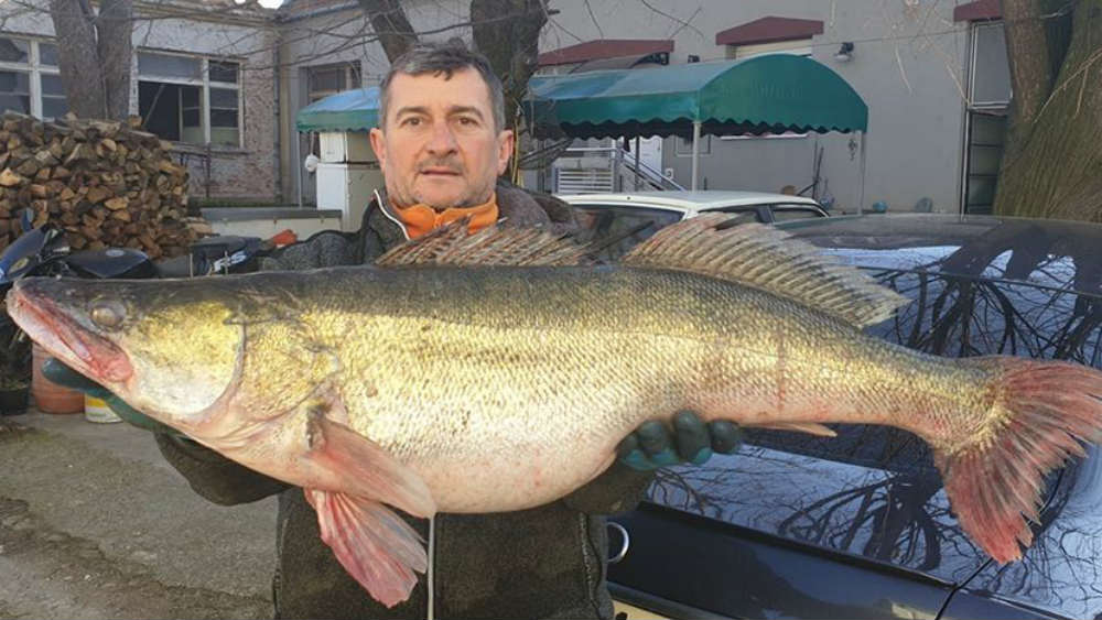 Ulovio smuđa kapitalca teškog 12 kilograma 1