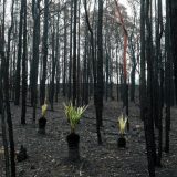 Nakon katastrofalnog požara u Australiji priroda oživljava 3