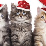 Festival posvećen mačkama u Beogradu 11. i 12. januara 2