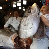 Džinovska tuna na pijaci u Japanu prodata za 1,5 miliona evra 11