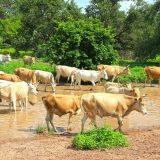 Gambija - mala zemlja posvećena borbi protiv klimatskih promena 5