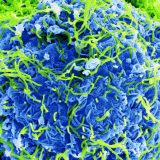 Žan-Žak Mujembe Tamfum, borac protiv ebole 13