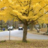 Ginko, drvo koje ne umire 2