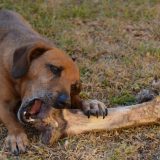 Zašto treba obratiti pažnju na jak apetit psa 1