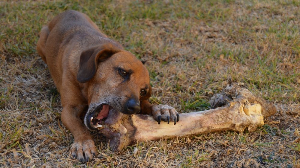 Pas u Jagodini izujedao sedam osoba, krivična prijava protiv vlasnice 1