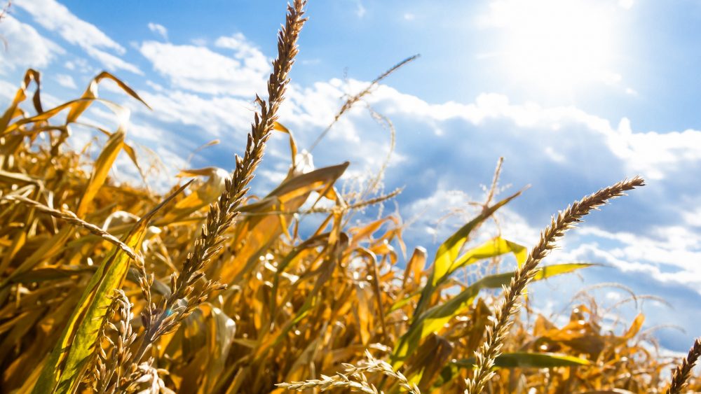 Proizvođači: Izvoz pšenice, kukuruza i brašna organskog porekla ponovo slobodan 1