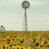 Srbija ukida zabranu izvoza žita, brašna i ulja u Severnu Makedoniju 5