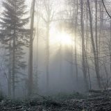 Svetlosna terapija protiv zimske depresije 8