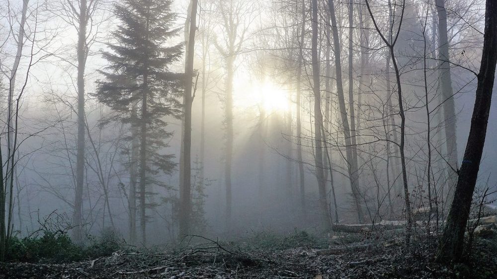 Stručnjaci protiv seče Košutnjaka 1